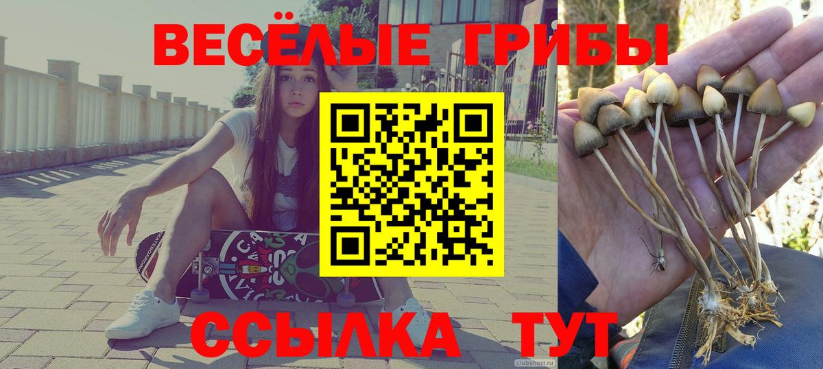 Псилоцибиновые грибы мицелий  Вход с VPN  Грозный 